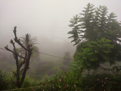 "A misty view of Mount Abu's dense forests, with trees and foliage visible through the thick mist."