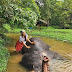 Beautiful Sri Lankan Elephant