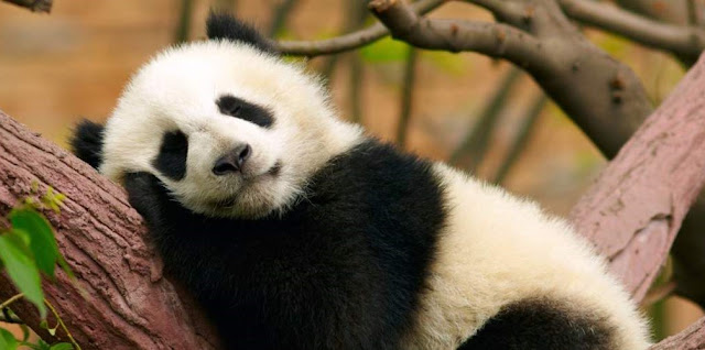 See giant pandas at the Chongqing Zoo