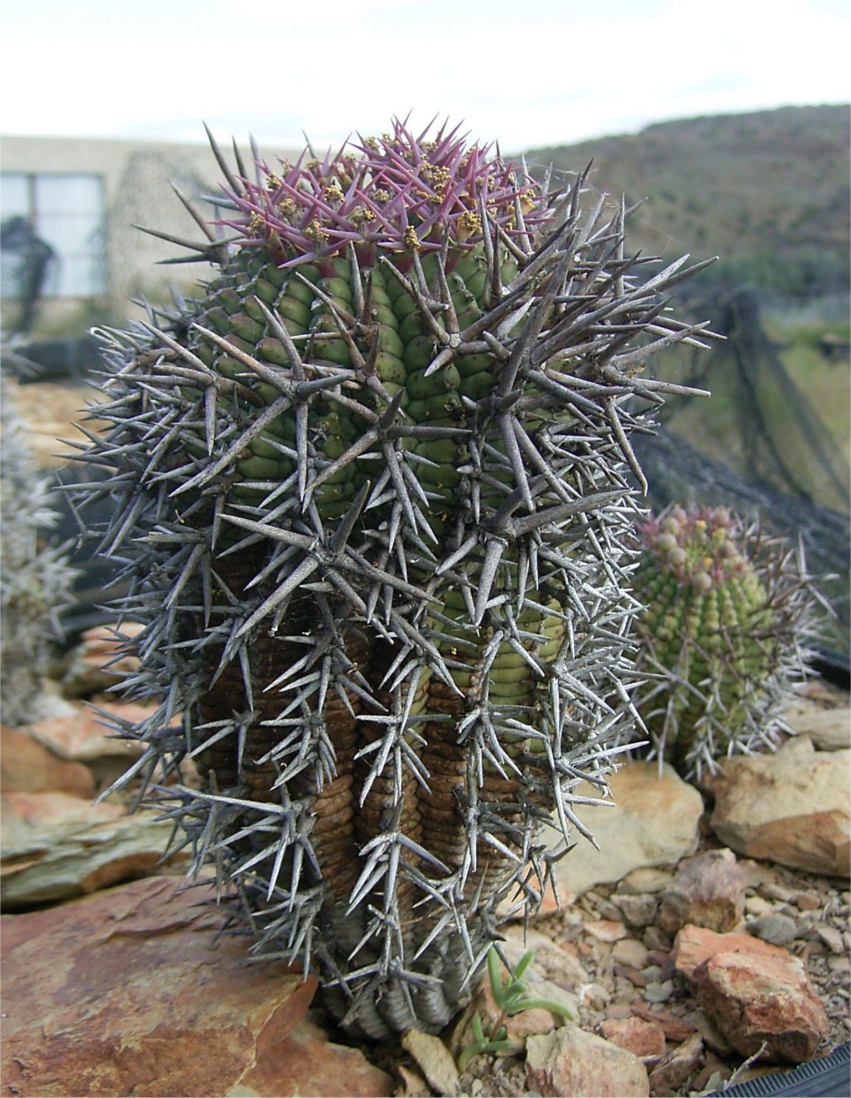 Euphorbia stellispina