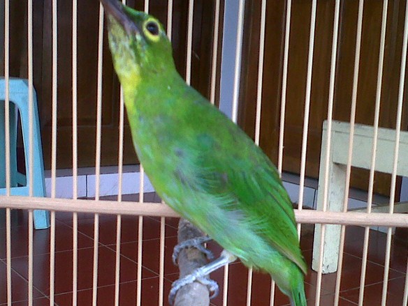 Ciri Ciri Akurat Burung Cucak Ijo Betina Dari Segi Fisik Paling