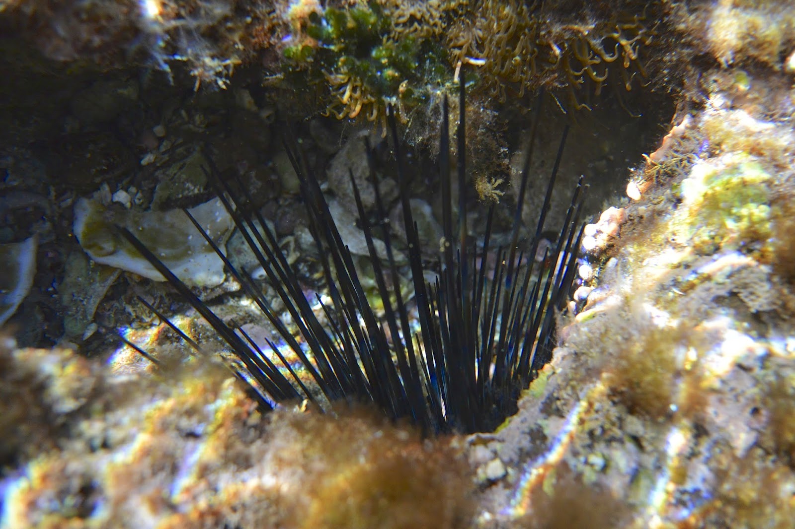 Viva la Voyage: Starfish, Urchin, Plankton and the Sea of Cortez