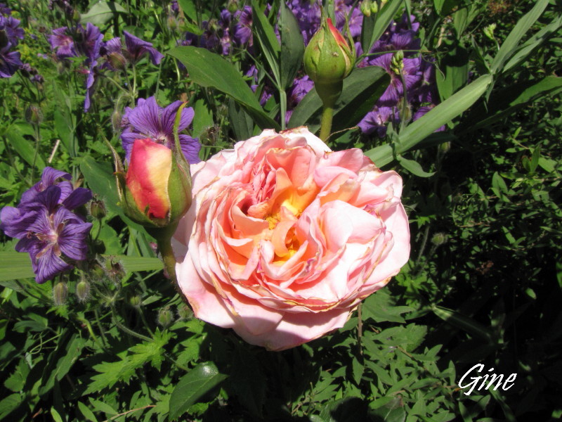 Le Jardin De La Champaille Mes Begonias