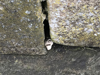 Skulferatu #28 in wall of tomb by St Triduana's Chapel, Restalrig, Edinburgh.  Photo by Kevin Nosferatu for the Skulferatu Project