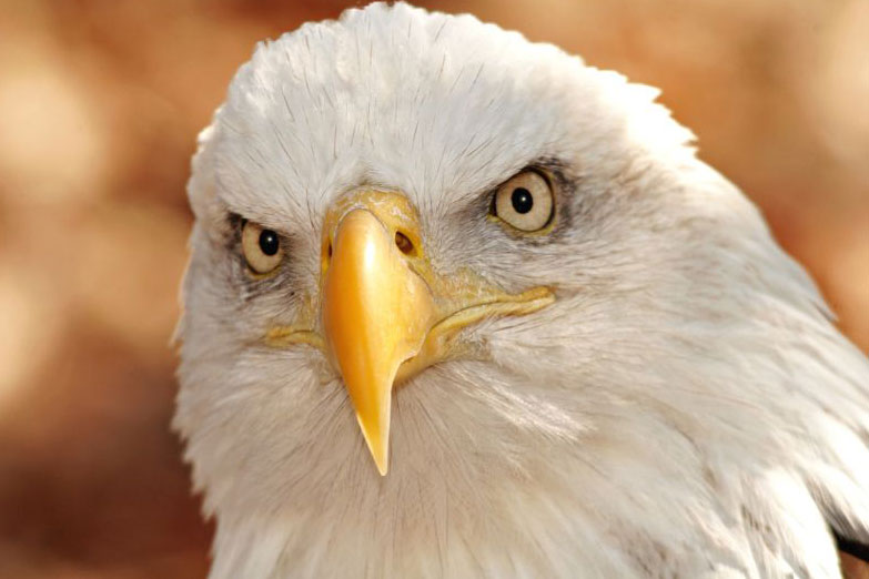 EAGLE EYE AFRIK FACTS ABOUT EAGLE SIGHT