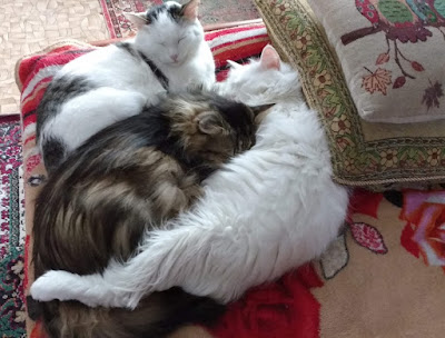 Блог Кота Васьки Вот они мои коты