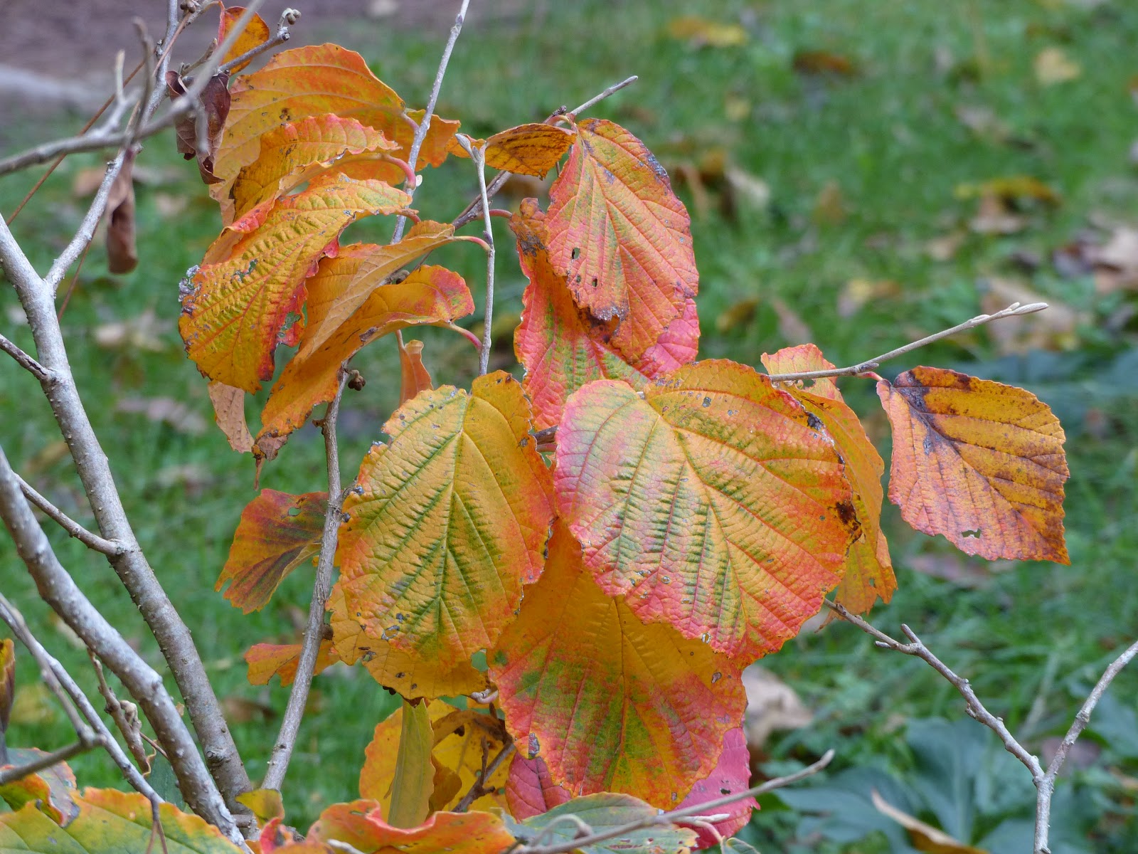 Washingtongardener Native Spotlight Fothergilla