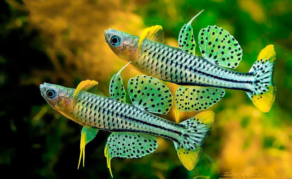 Berita TV Malaysia Spotted Blue Eye Rainbow Fish Berita TV Malaysia Spotted Blue Eye Rainbow Fish