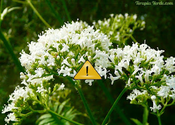 Contraindicações da Valeriana Contraindicações da Valeriana