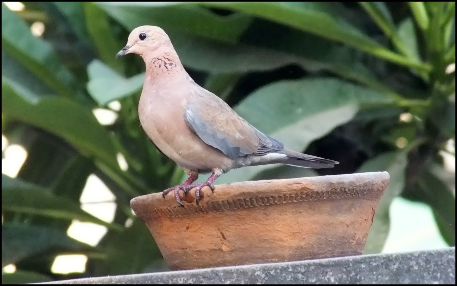 Laughing Dove Bird Facts Forum