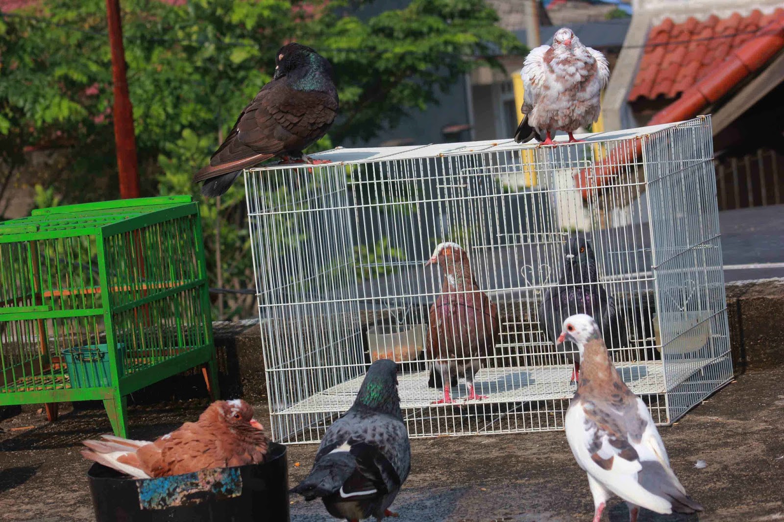 Kandang Burung Merpati Dari Besi Tentang Kolam Kandang Ternak