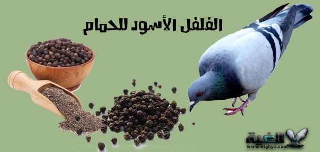 فوائد الفلفل الاسود