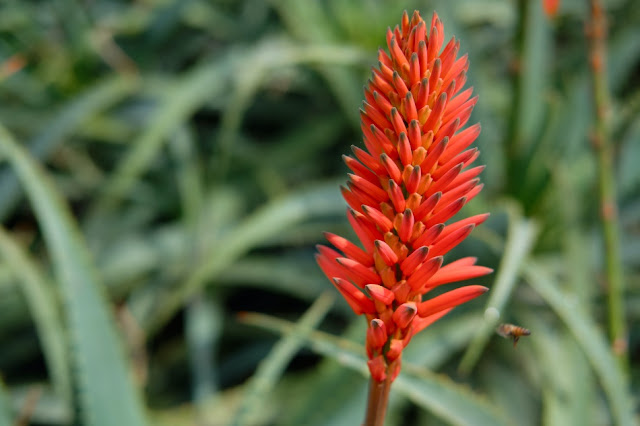 Red Aloevera flower