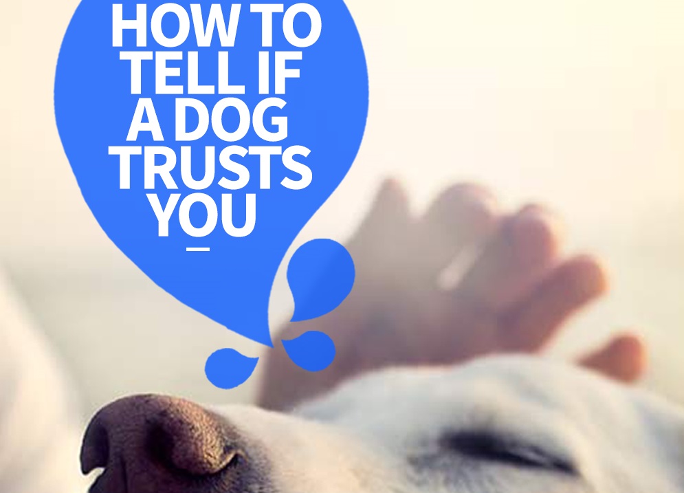 How To Tell If Your Dog Trusts You