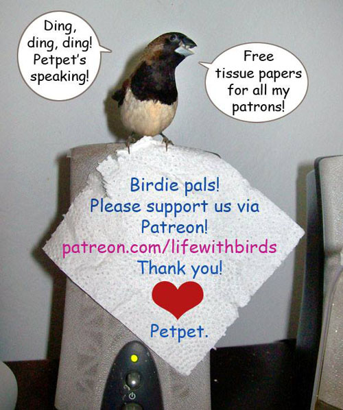 Patreon bird comic artist needs more patrons