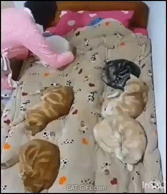Funny Cat GIF • Crazy cat lady trying to get in her bed with 6 cats sleeping on the blanket. Well, it's not easy... Funny Cat GIF • Crazy cat lady trying to get in her bed with 6 cats sleeping on the blanket. Well, it's not easy...