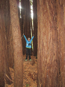 Abbey in the Redwoods