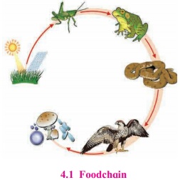 Food chain
