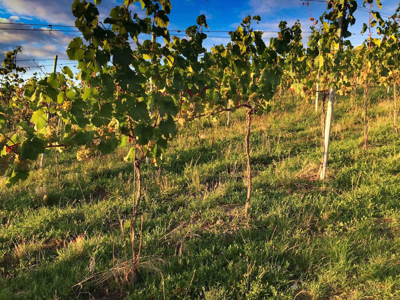 stuttgartcooking: Pfifferlinge im Estragon-Rahm mit Semmelknödeln stuttgartcooking: Pfifferlinge im Estragon-Rahm mit Semmelknödeln