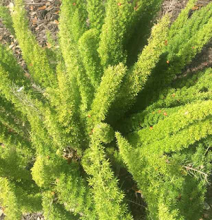 Asparagus densiflorus 'Myersii' Asparagus densiflorus 'Myersii'