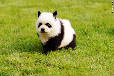 Panda dog 2