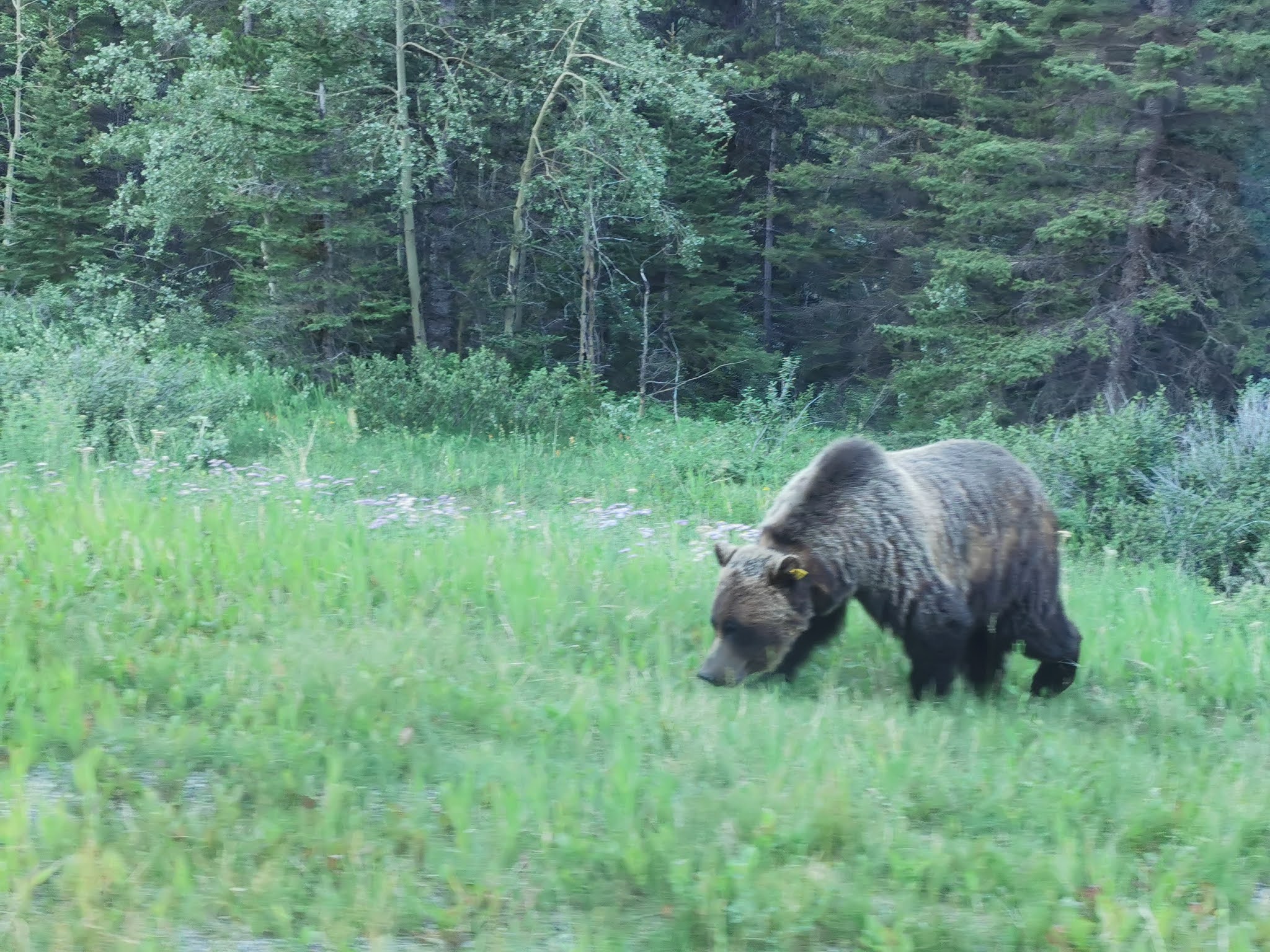 Polski MęskoDamski Klub Wysokogórski w Edmonton Mist Mountain and