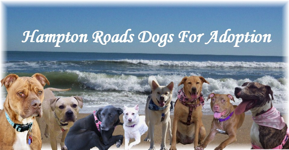 Hampton Roads Dogs For Adoption