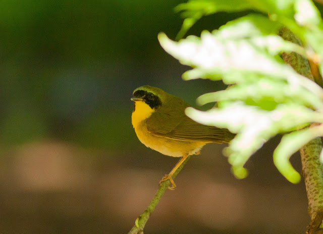 Common Yellowthroat - Central Park, New York