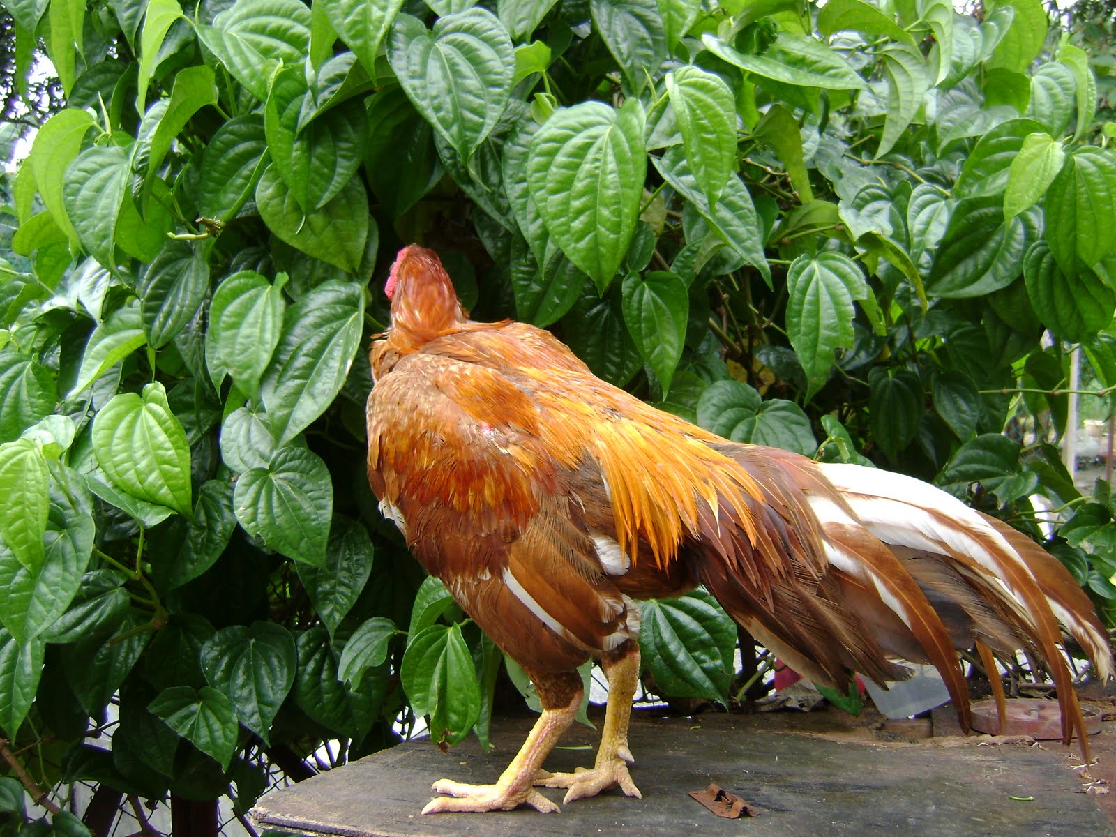 Ivanildosantos Gambar Ayam