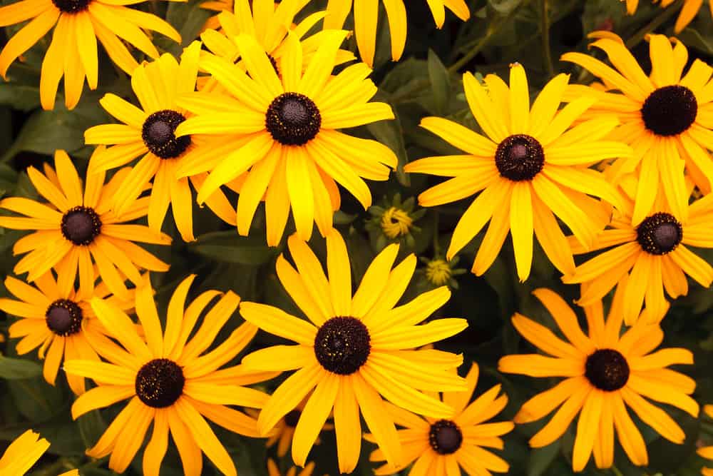 Weeds That Look Like BlackEyed Susans