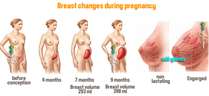 How breasts change during pregnancy