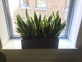 maintenance care of interior office plants; indoor plant care discounting pricing;