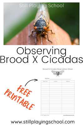 Brood X Cicada Safari with Free Printable Observation Log