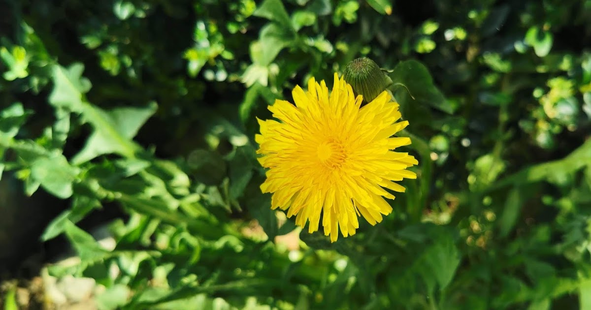 WILDKRÄUTERBRÖTCHEN AUS DER TEFAL CAKE FACTORY WILDKRÄUTERBRÖTCHEN AUS DER TEFAL CAKE FACTORY