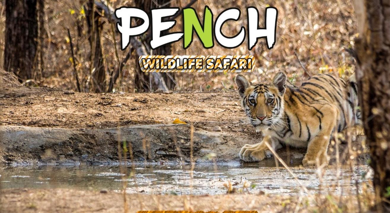 pench jungle safari maharashtra