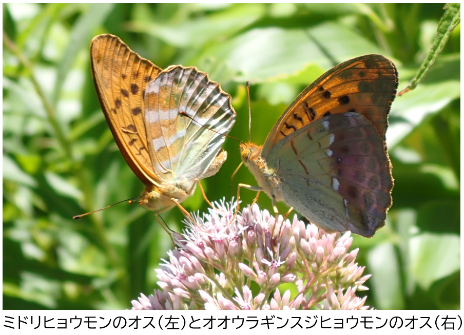 k*3様 オオウラギンヒョウモン等　日本産蝶標本　21種　59頭　大型ドイツ箱入 Yahoo!オークション - 蝶標本 オオウラギンヒョウモン 産地別