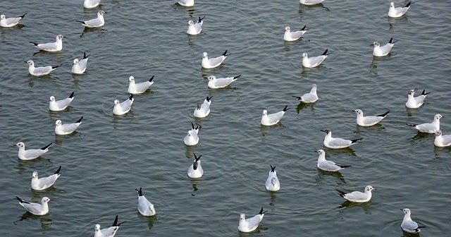 Macammacam Tempat Waqaf; alWaqfu �Ala Maqathi�il Kalam Macammacam Tempat Waqaf; alWaqfu �Ala Maqathi�il Kalam