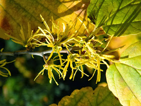 Hamamelis virginiana Witch hazel late fall blooms by garden muses-a Toronto gardening blog