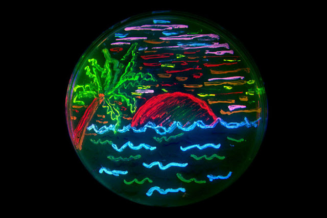 Тропический закат,  «нарисованный» Роджером Цянем   из флуоресцирующих бактерий.  Фото с сайта microbialart.com