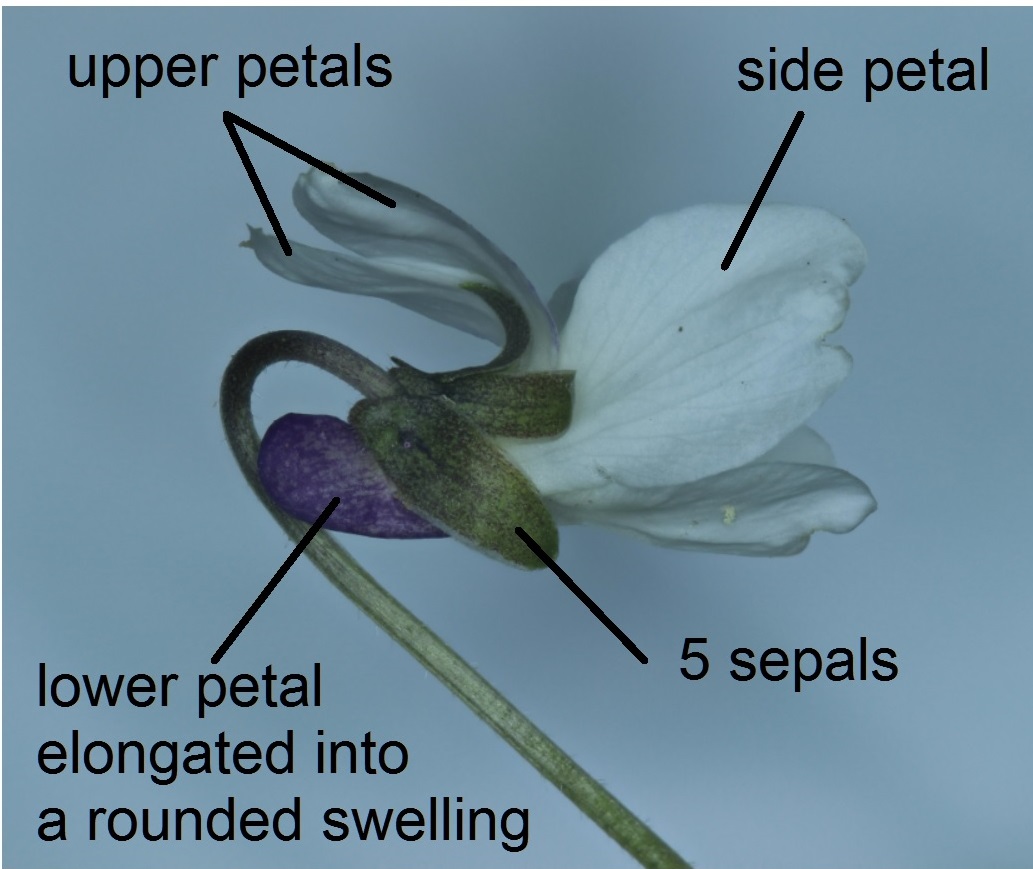 Mike's North Hants nature watch Viola odorata in introduction to