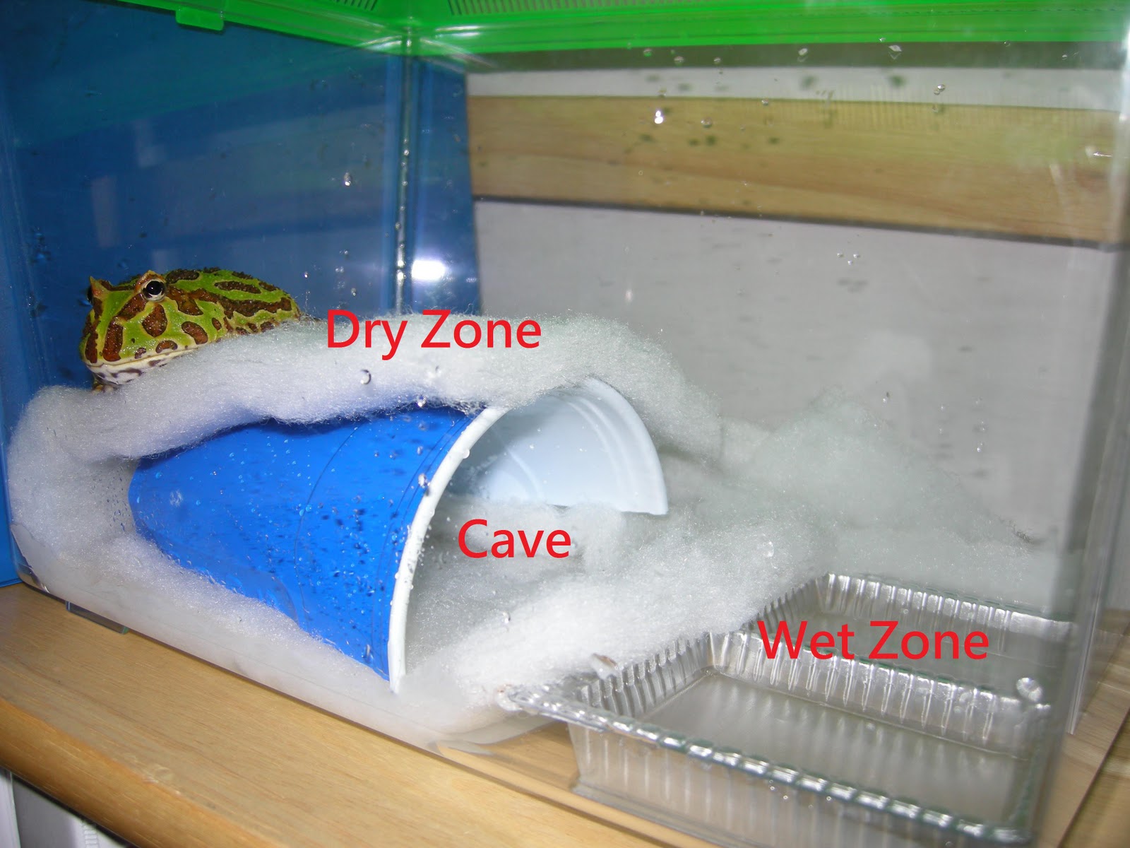 Amy's Blog General Questions of Pacman Frog