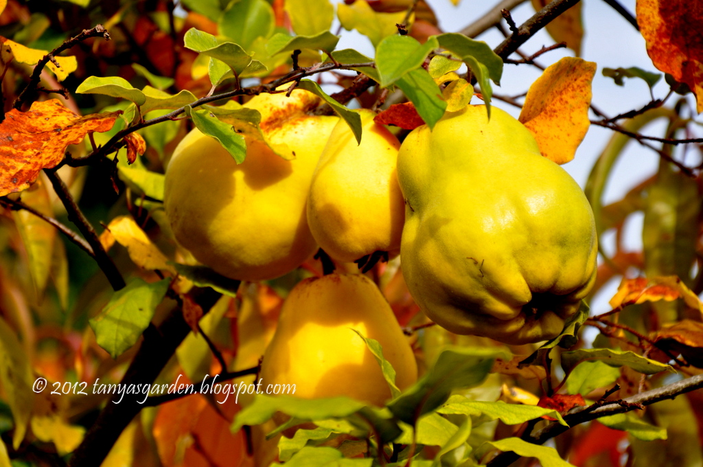MySecretGarden Japanese Maples And Fruit Trees In Yang's Garden. Part 2