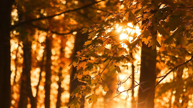 Autumn forest leaves, HD wallpapers, pictures, background, photos and images