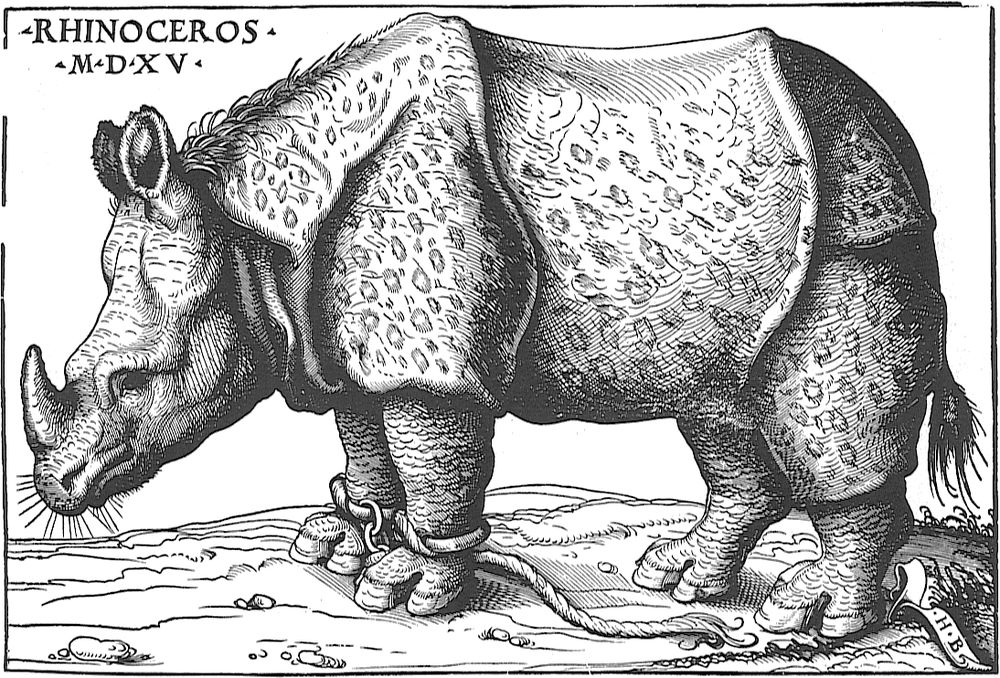 Burgkmair rhinoceros