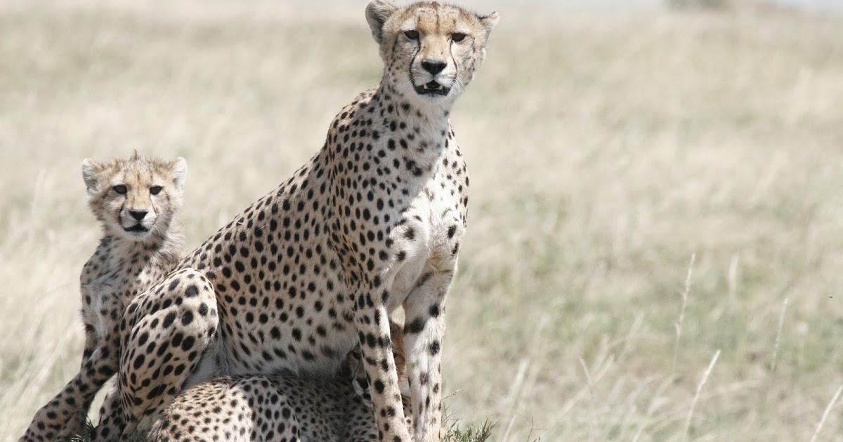 Essay on Cheetah In English - SILENT COURSE