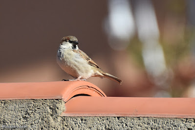 Pardal comú (Passer domesticus)