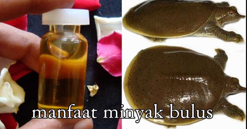 Manfaat Minyak Bulus Untuk Wajah Pria Dan Wanita Serta Polemik Tentang Manfaat Minyak Bulus Jafarull