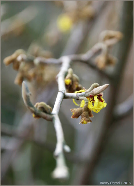 blog ogrodowy barwy ogrodu fenologia pory roku