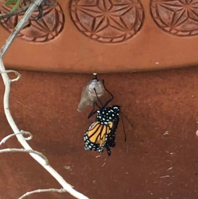 Monarch Chrysalis- butterfly emerging