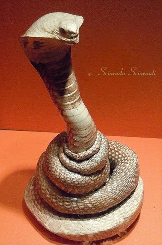 Cobra imbalsamato - Bioparco di Roma